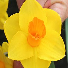 Sunny Choice - Special Narcissus - Fluwel