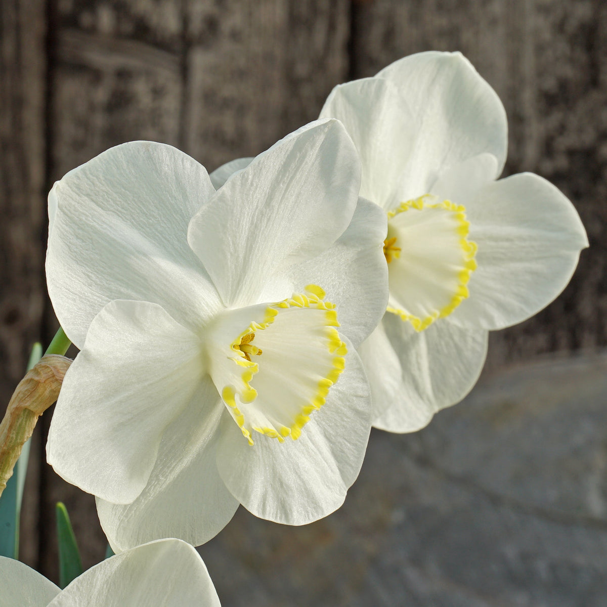 Sunny Ring - Special Narcissus - Fluwel