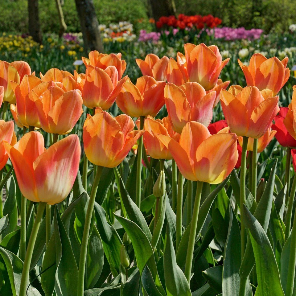 Sunrise Dynasty - Tulips - Fluwel