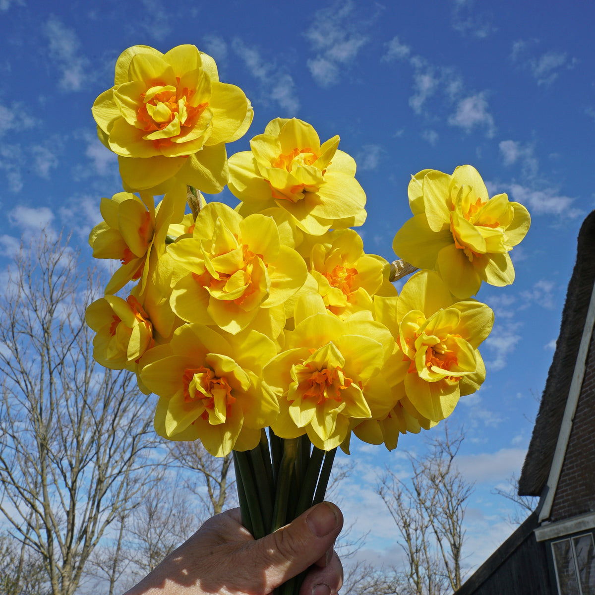Tamar Fire - Narcissus - Fluwel