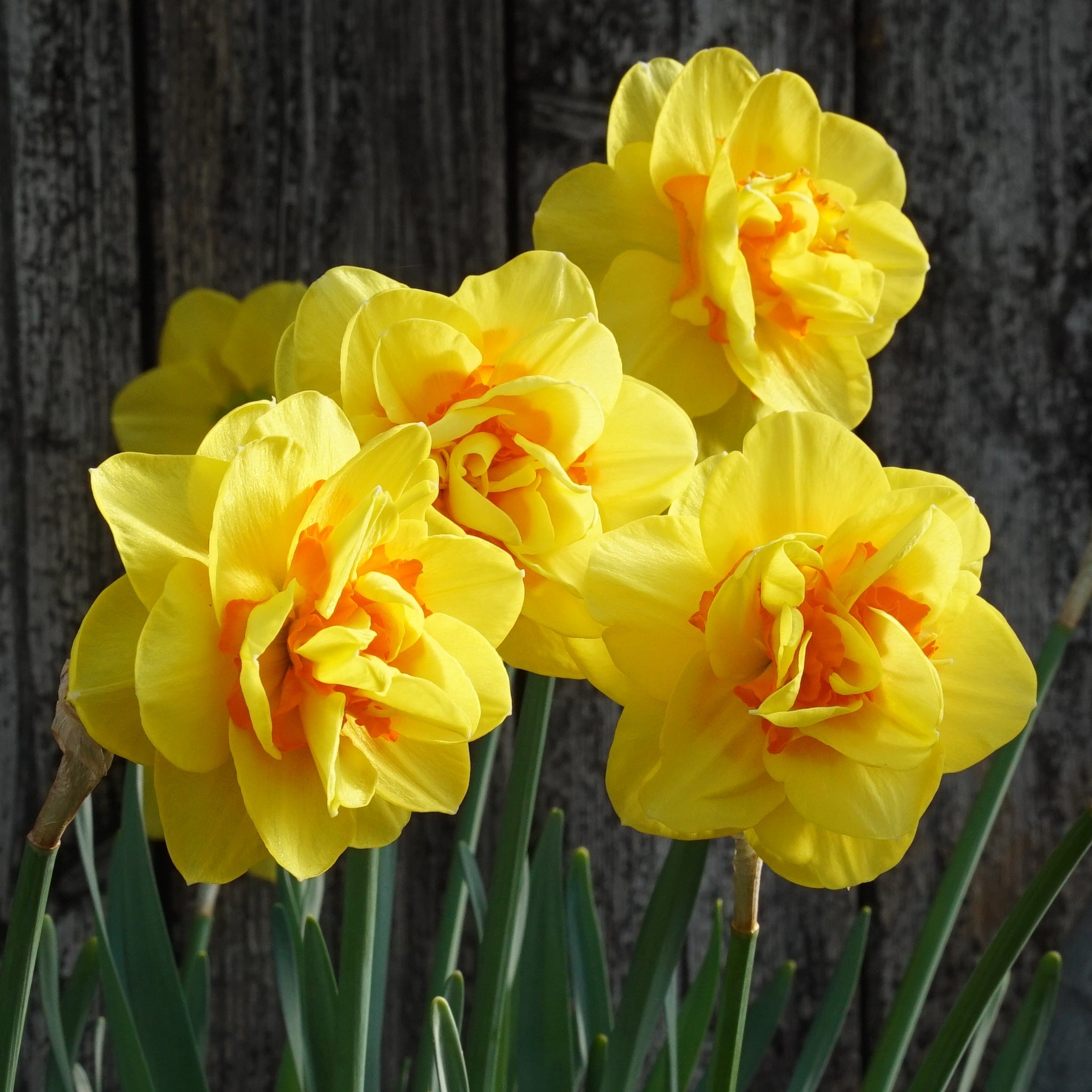Tamar Fire - Narcissus - Fluwel