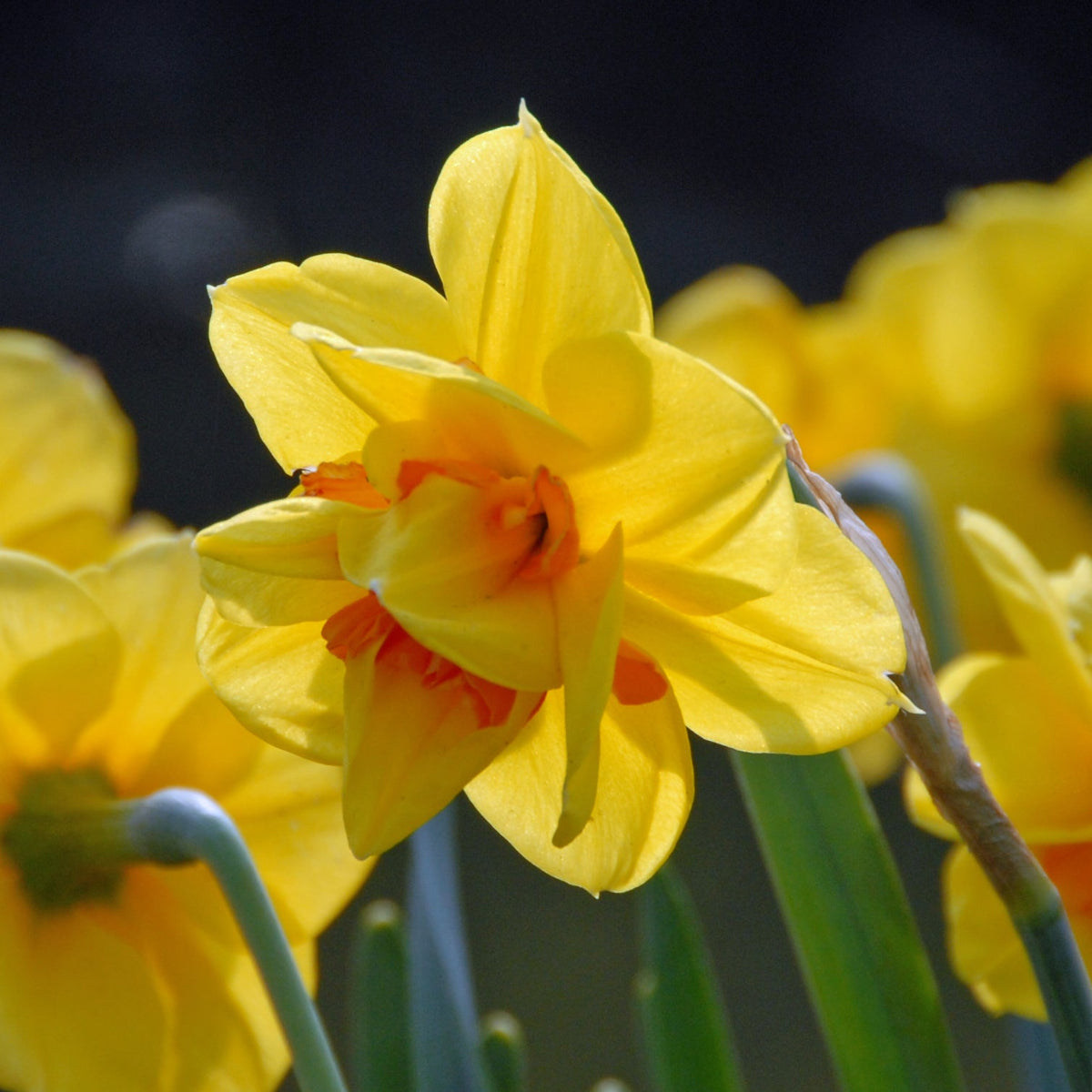 Tamar Fire - Narcissus - Fluwel