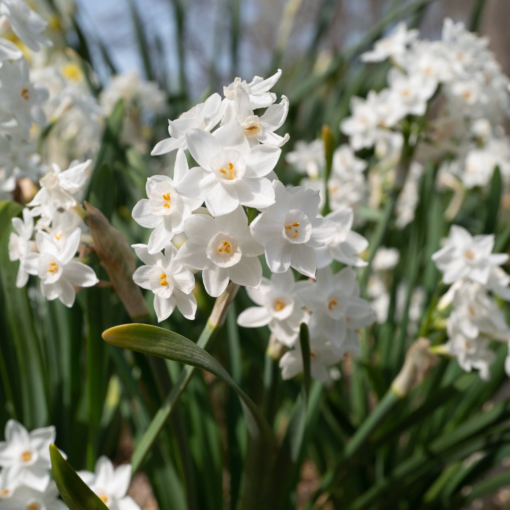 Tazetta pachybolbus - witte narcis - Fluwel