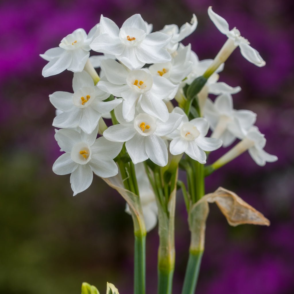 Tazetta pachybolbus - witte narcis - Fluwel