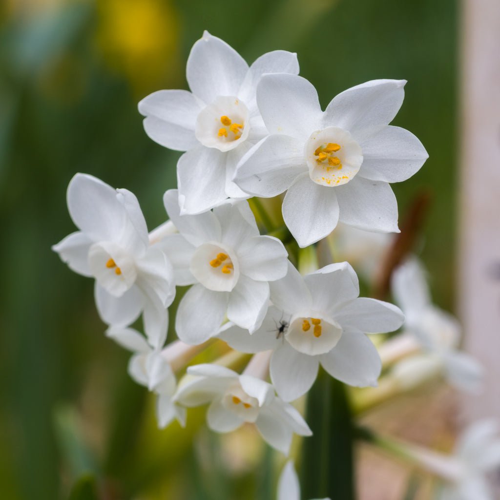 Tazetta pachybolbus - Special Narcissus - Fluwel