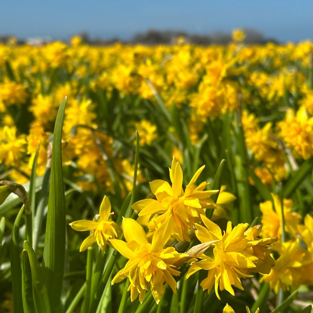 Tete Bouclé - Narcissus - Fluwel