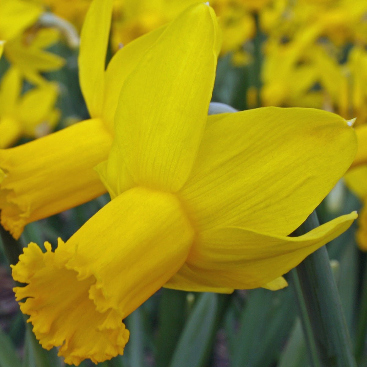 The Alliance - Special Narcissus - Fluwel