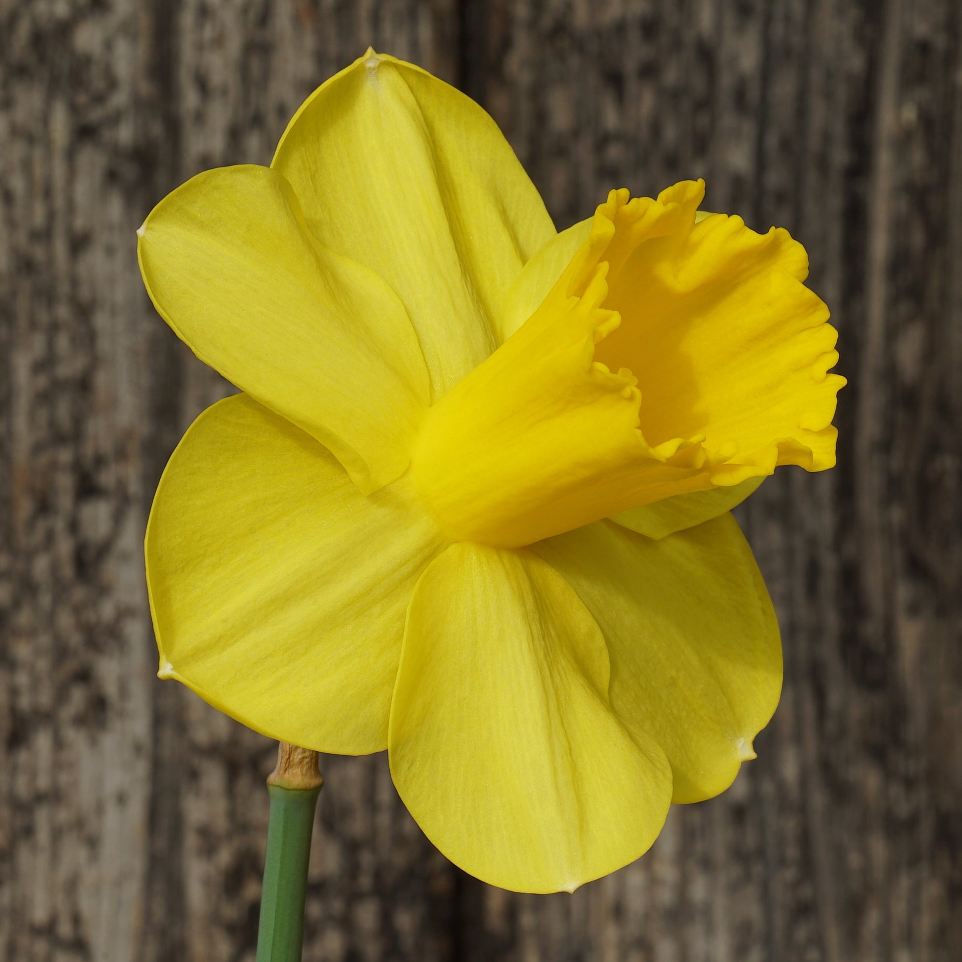 The Baltic - Special Narcissus - Fluwel