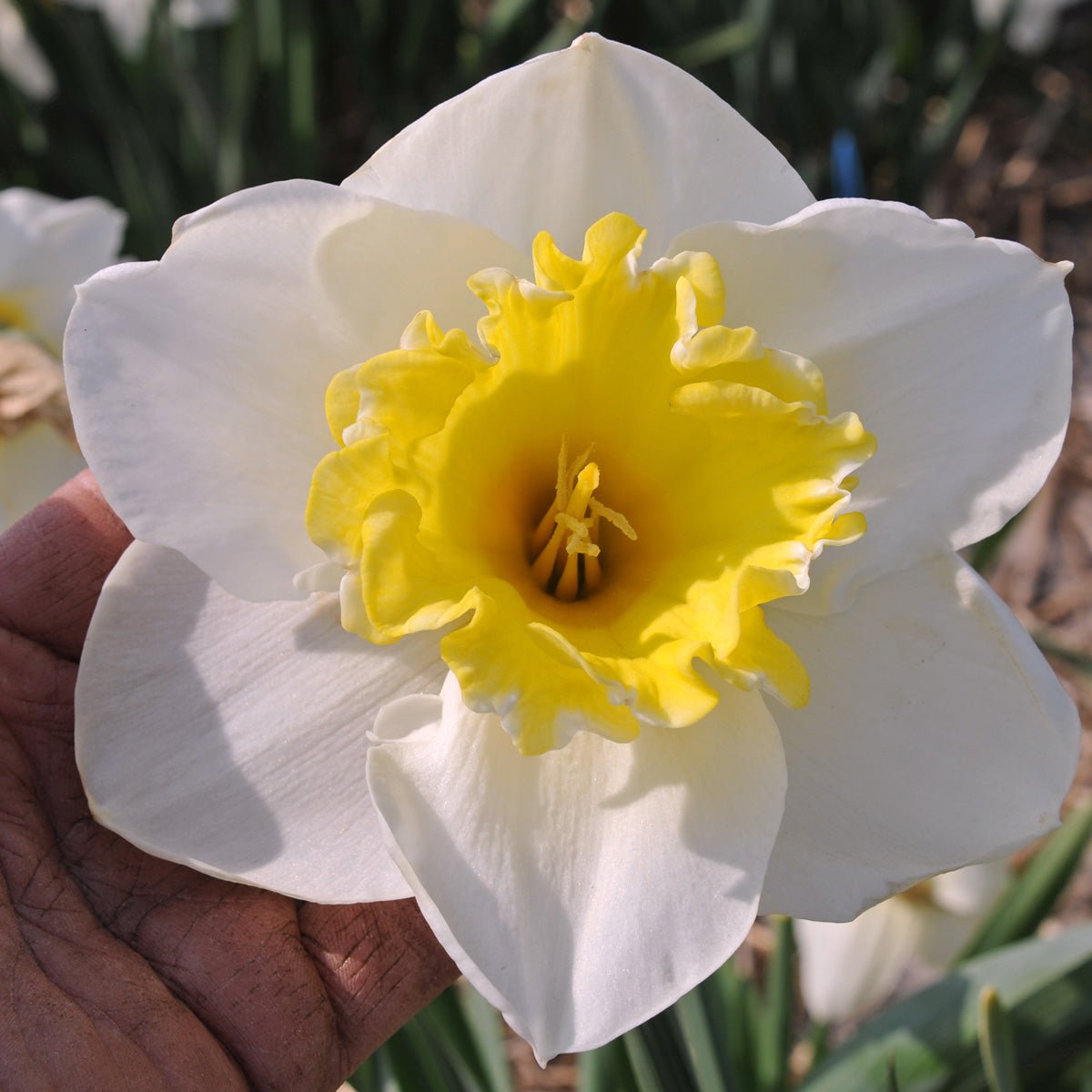 The Godfather - Special Narcissus - Fluwel
