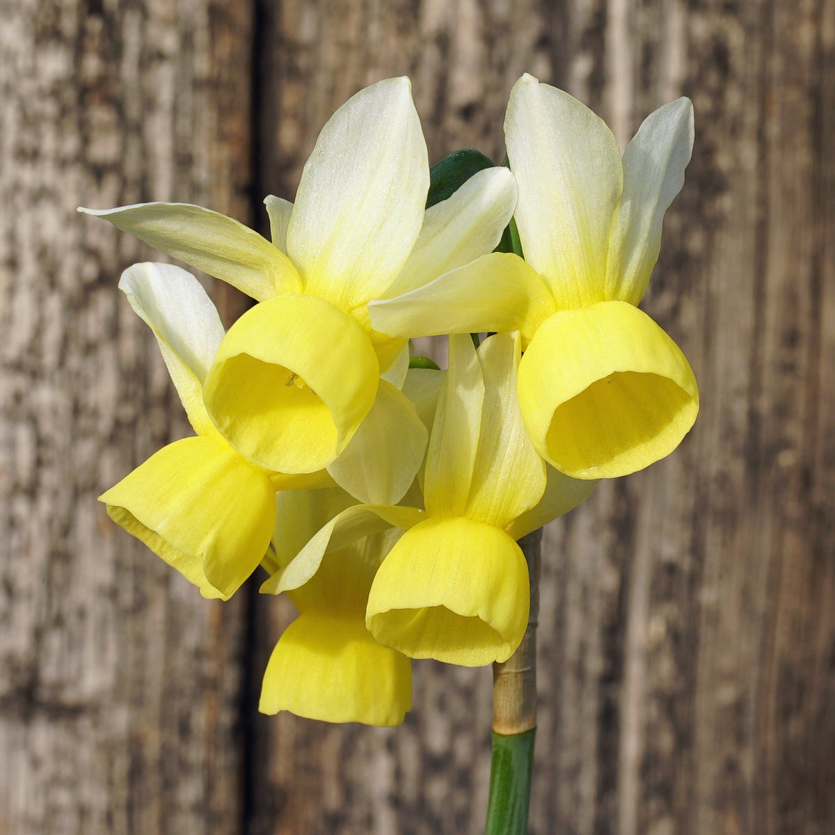 Theo Sanders - Special Narcissus - Fluwel