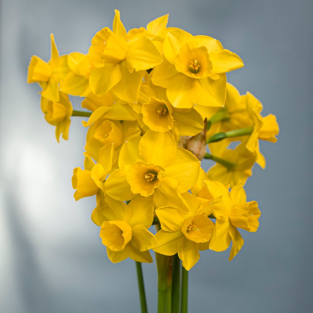 Theo's Gold - gele Jonquilla narcis - Fluwel