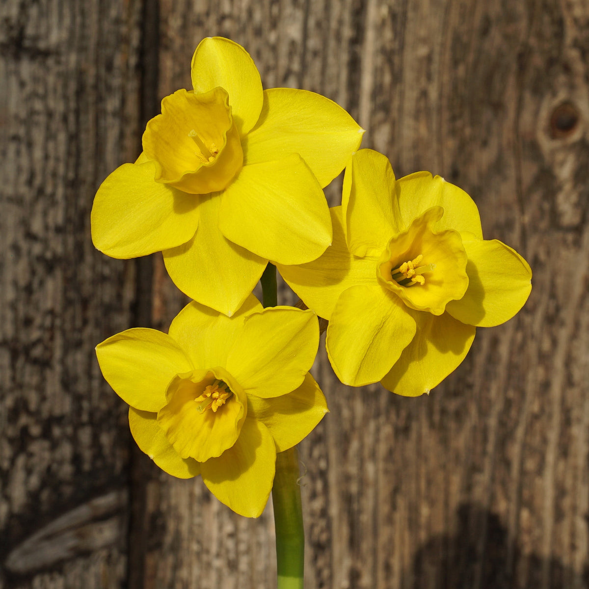 Theo's Gold - Special Narcissus - Fluwel