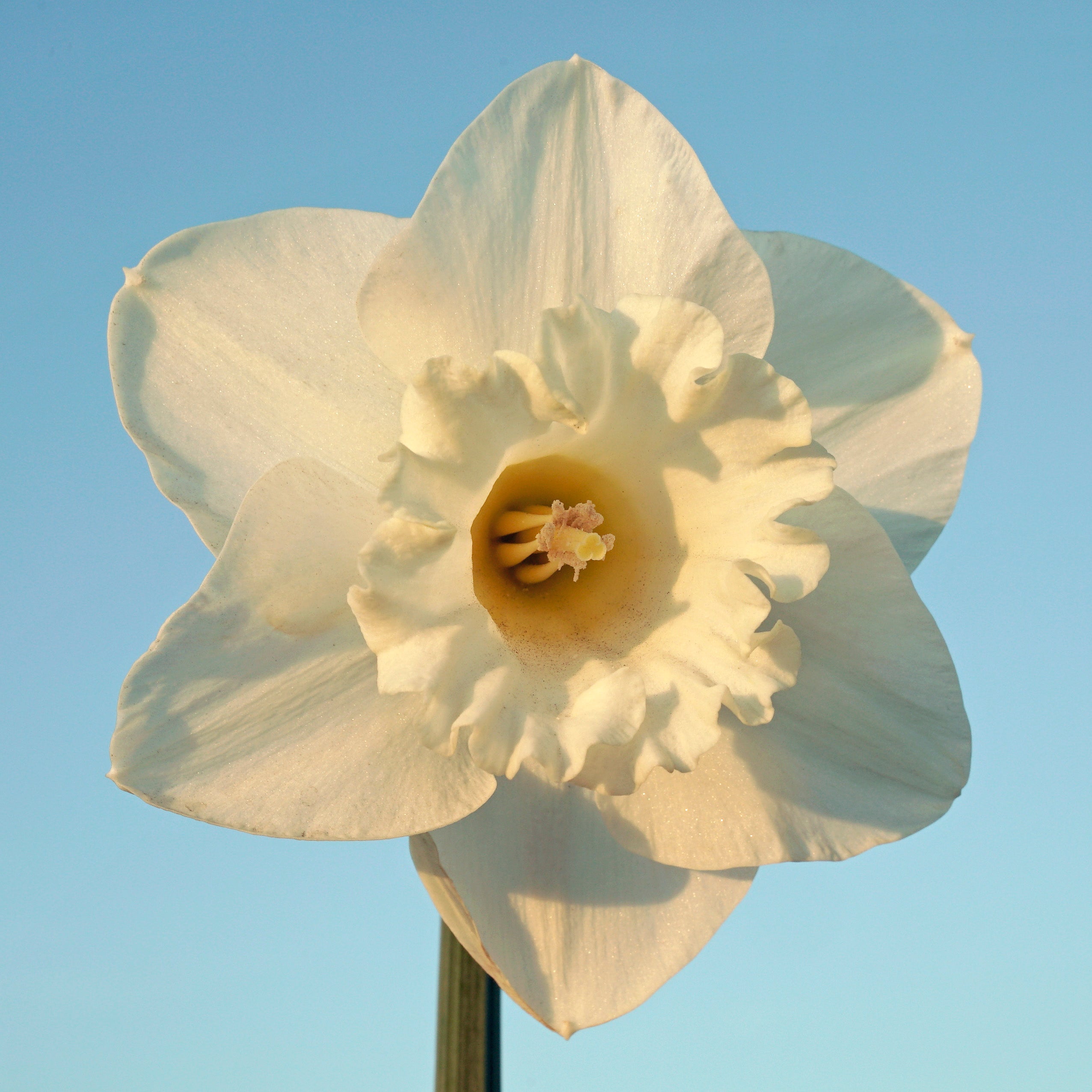 This Love - Special Narcissus - Fluwel
