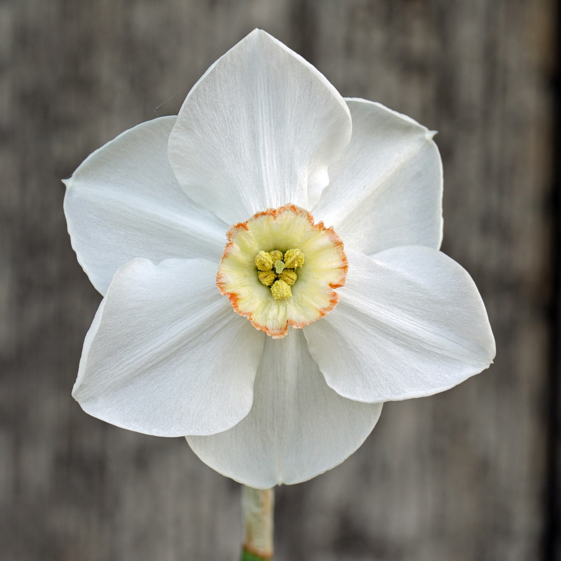 Three of Diamonds - Special Narcissus - Fluwel