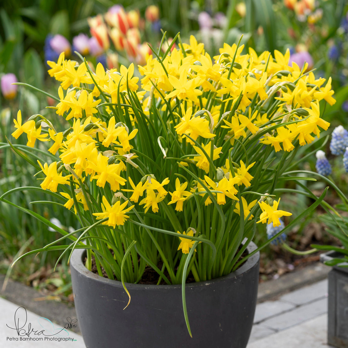 Tiny Bubbles - Narcissus - Fluwel