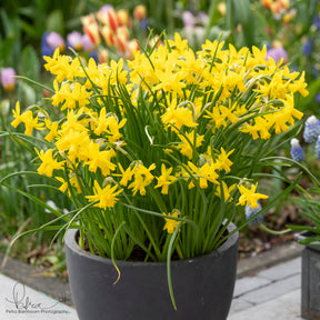 Tiny Bubbles - Narcissus - Fluwel