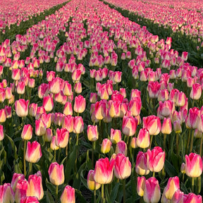 Tom Pouce - Tulips - Fluwel