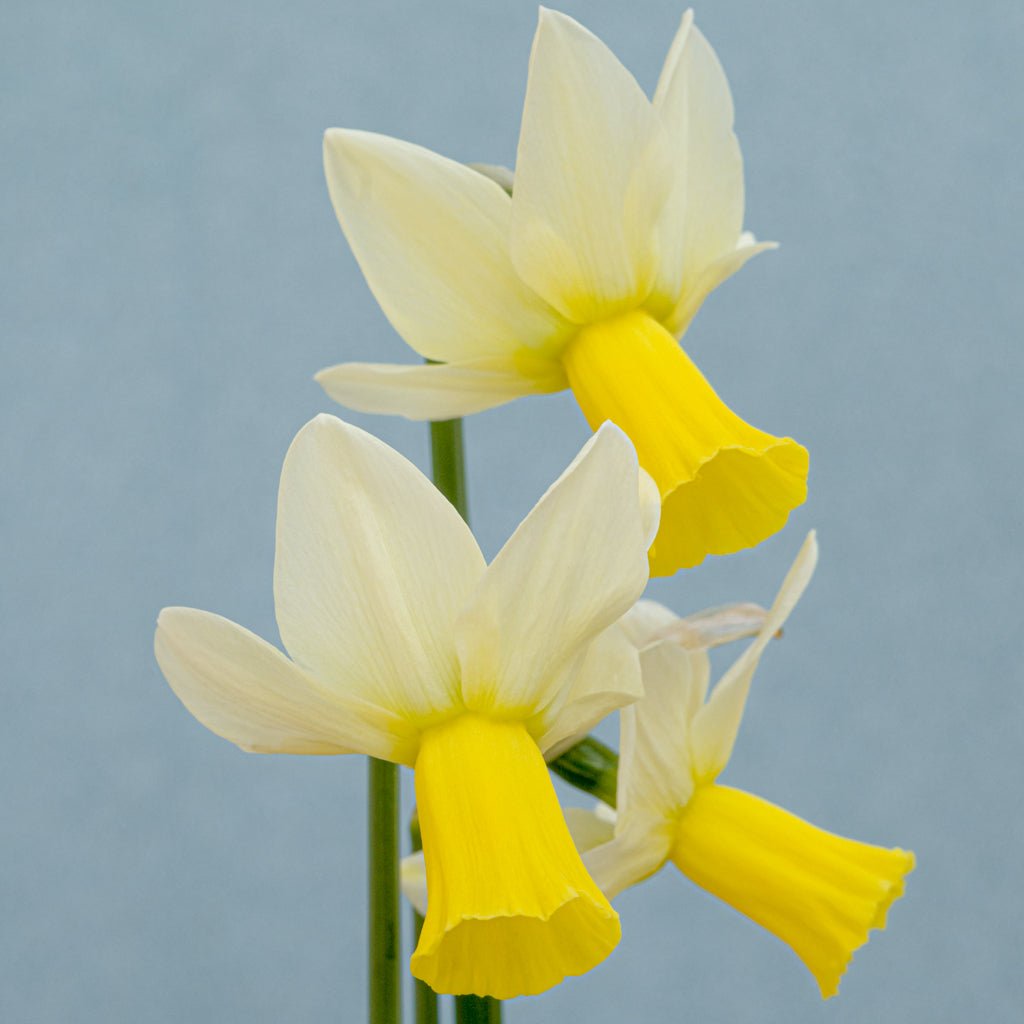 Trena - Special Narcissus - Fluwel