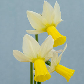 Trena - Special Narcissus - Fluwel