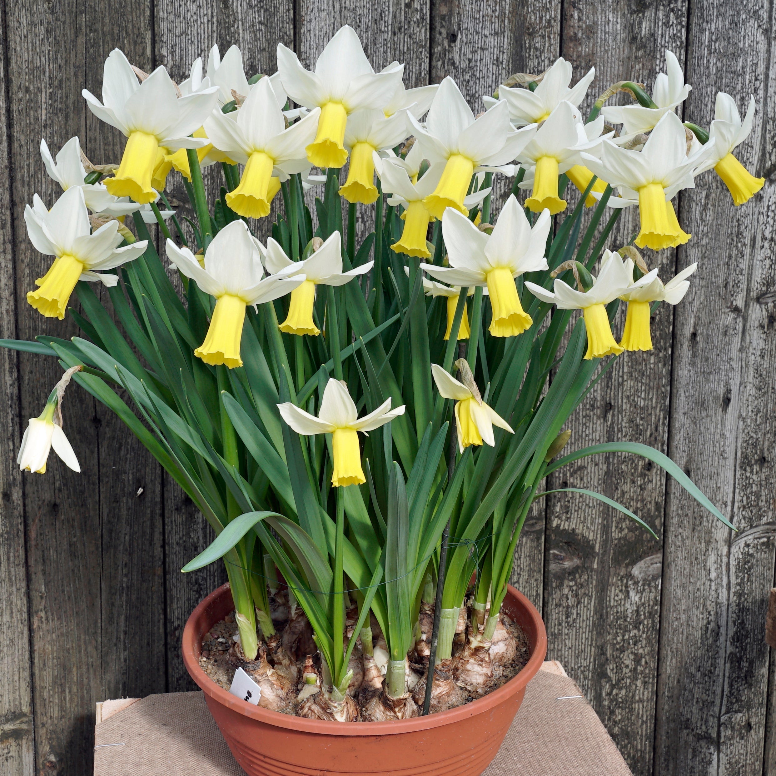 Trena - wit-gele Cyclamineus narcis - Fluwel