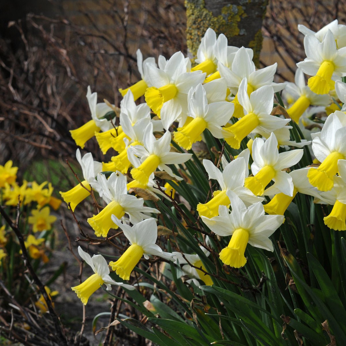 Trena - Special Narcissus - Fluwel