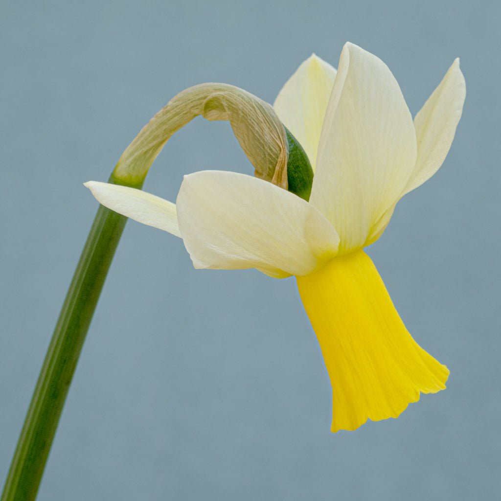 Trena - wit-gele Cyclamineus narcis - Fluwel