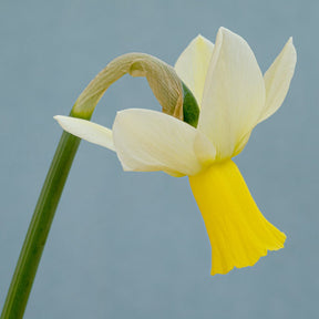 Trena - Special Narcissus - Fluwel