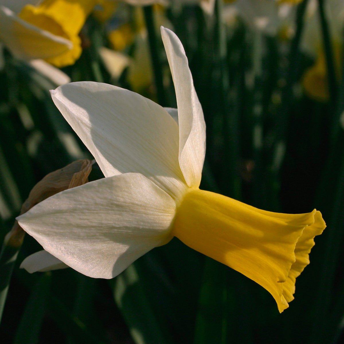 Trena - Special Narcissus - Fluwel