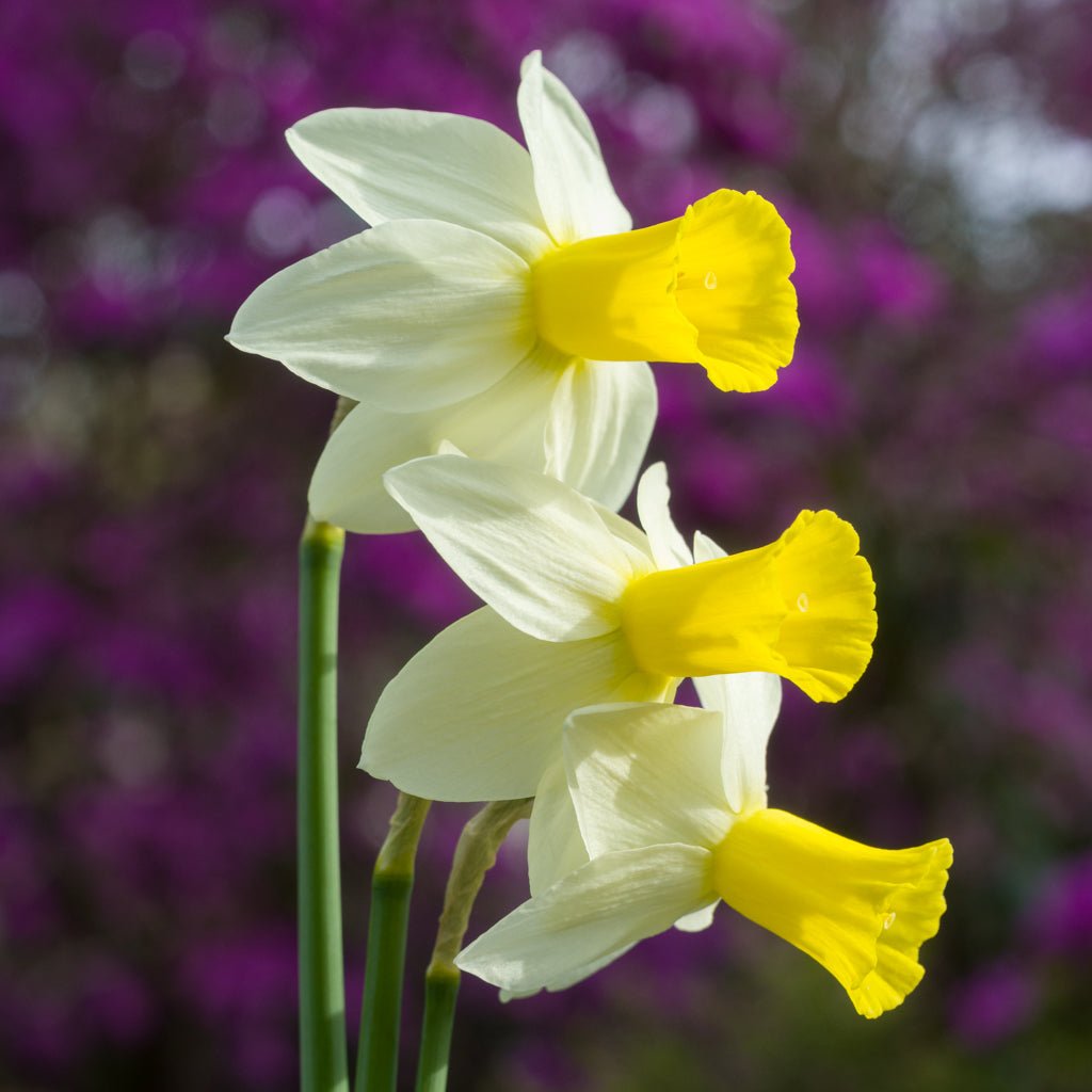 Trena - Special Narcissus - Fluwel