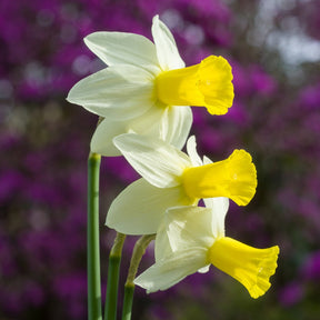 Trena - Special Narcissus - Fluwel