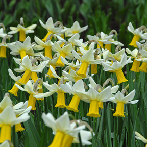 Trena - Special Narcissus - Fluwel