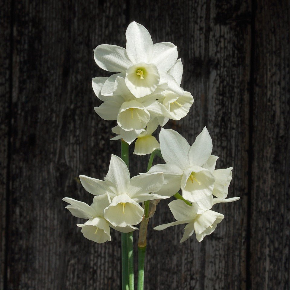 Triple Choice - Special Narcissus - Fluwel