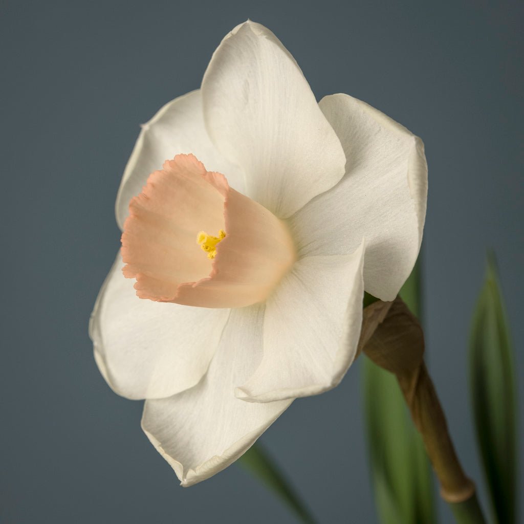 Triton Pink - Special Narcissus - Fluwel