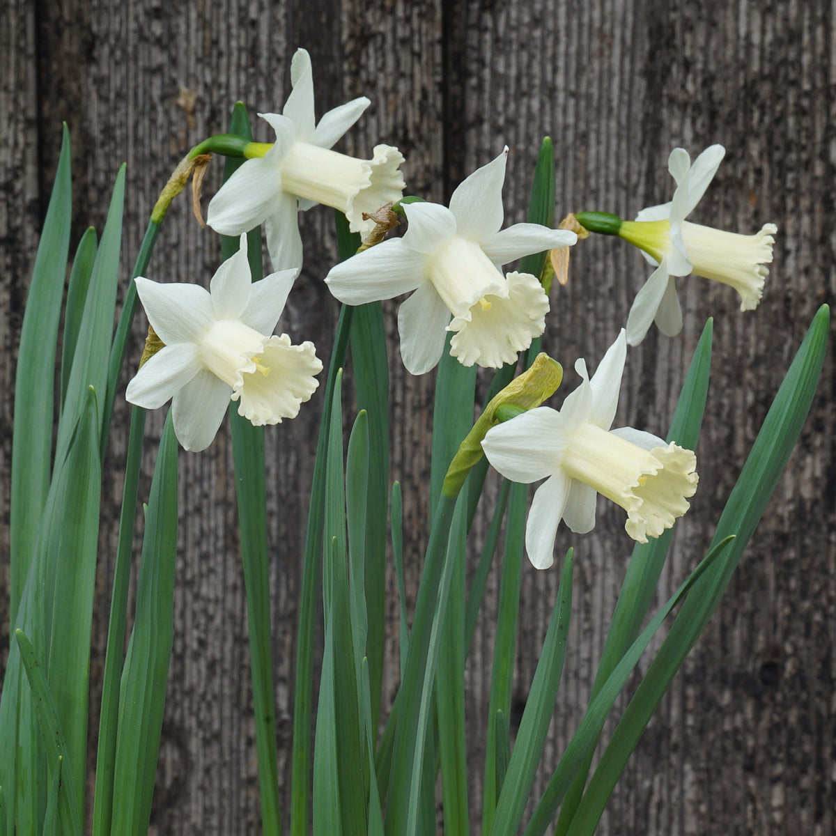 Trousdale - witte Trumpet narcis - Fluwel