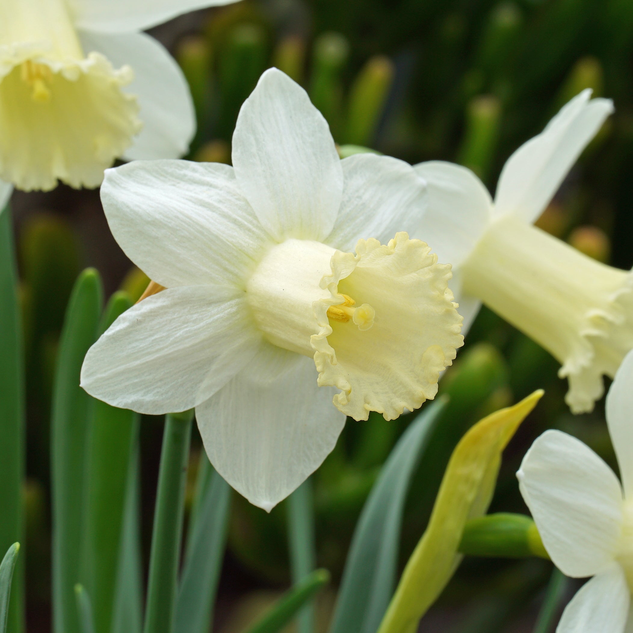Trousdale - witte Trumpet narcis - Fluwel
