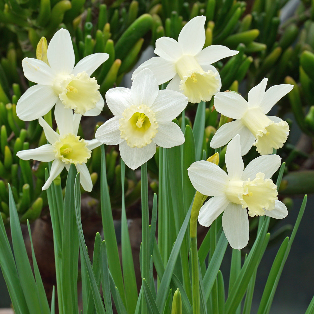 Trousdale - witte Trumpet narcis - Fluwel