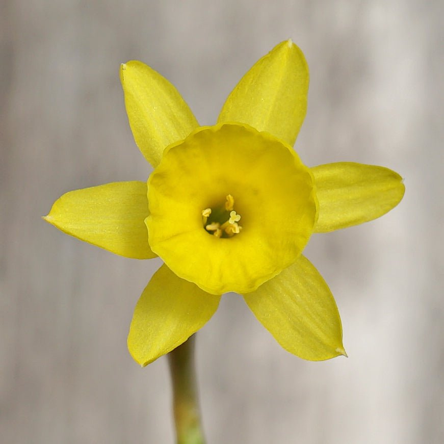 tuckeri - Special Narcissus - Fluwel