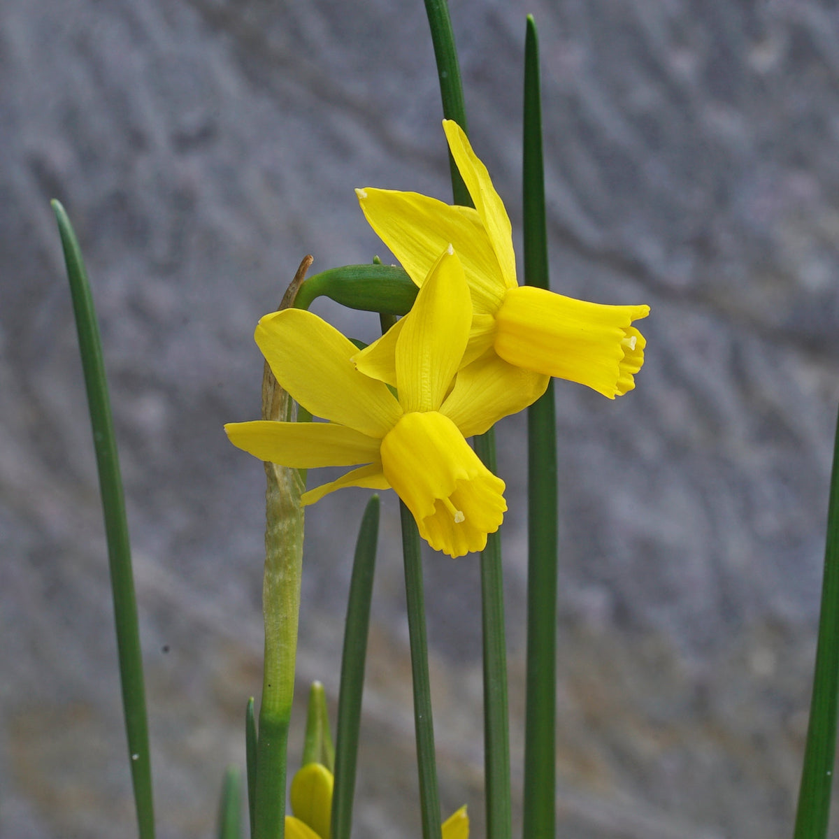 Twin Cam - Special Narcissus - Fluwel