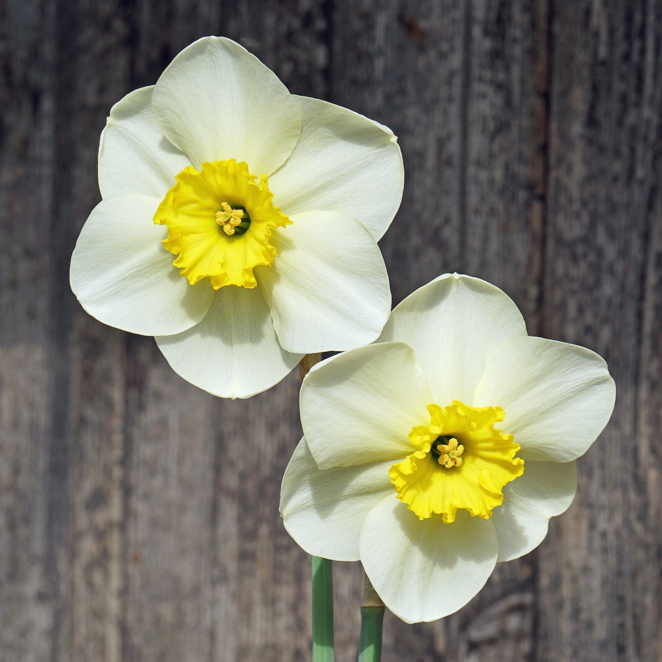 Vendell - Special Narcissus - Fluwel