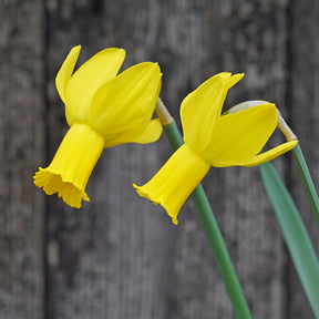Vineland - Special Narcissus - Fluwel