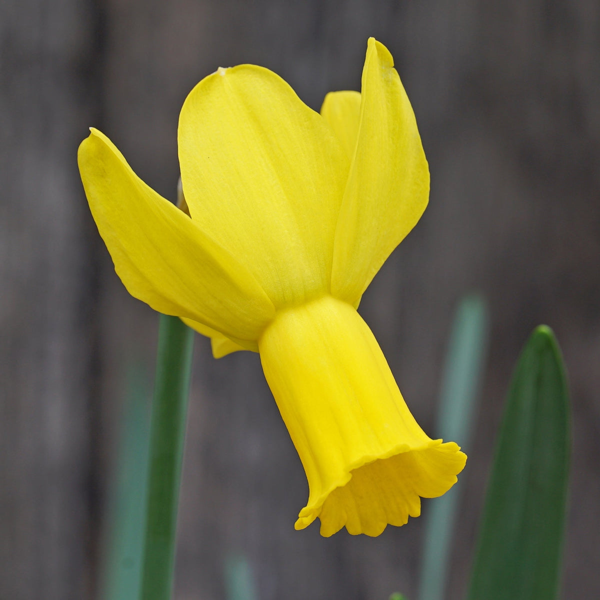Vineland - Special Narcissus - Fluwel