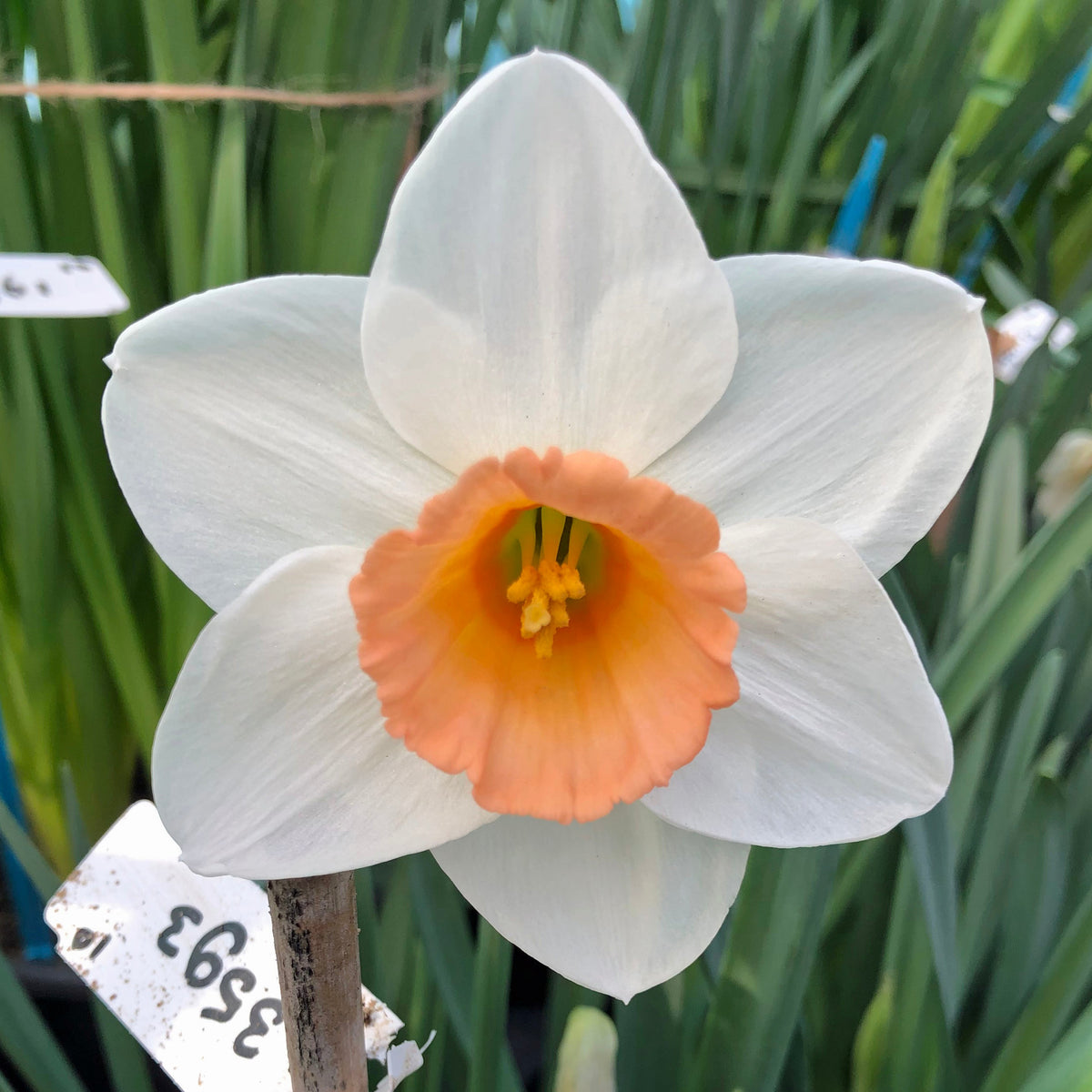 Wasteland Pearl - Special Narcissus - Fluwel