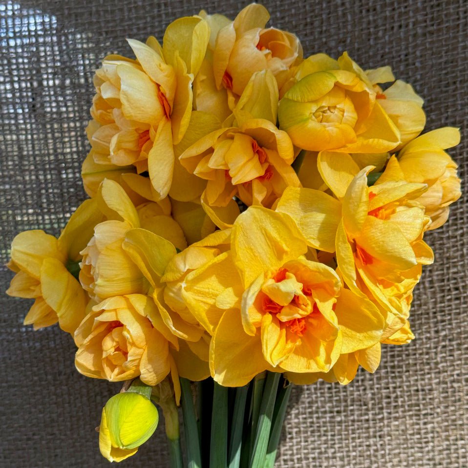 Waylon - geel-oranje Double narcis - Fluwel