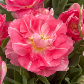 Wedding Gift - Tulips - Fluwel