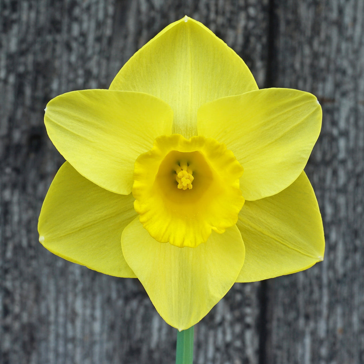 Westerpark - Special Narcissus - Fluwel