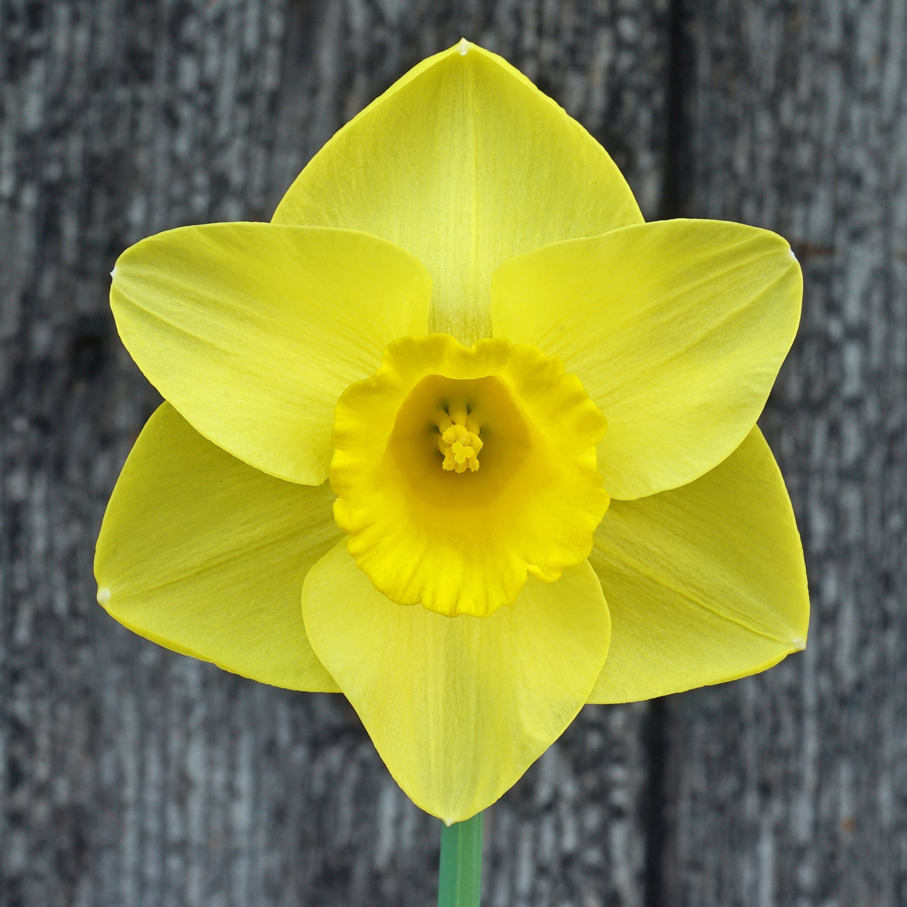 Westerpark - Special Narcissus - Fluwel