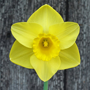 Westerpark - Special Narcissus - Fluwel