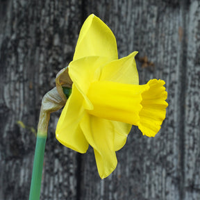 Westerpark - Special Narcissus - Fluwel