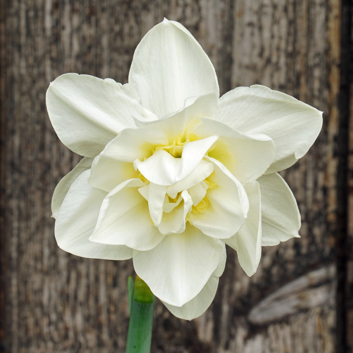 What a Feeling - wit-gele Double narcis - Fluwel