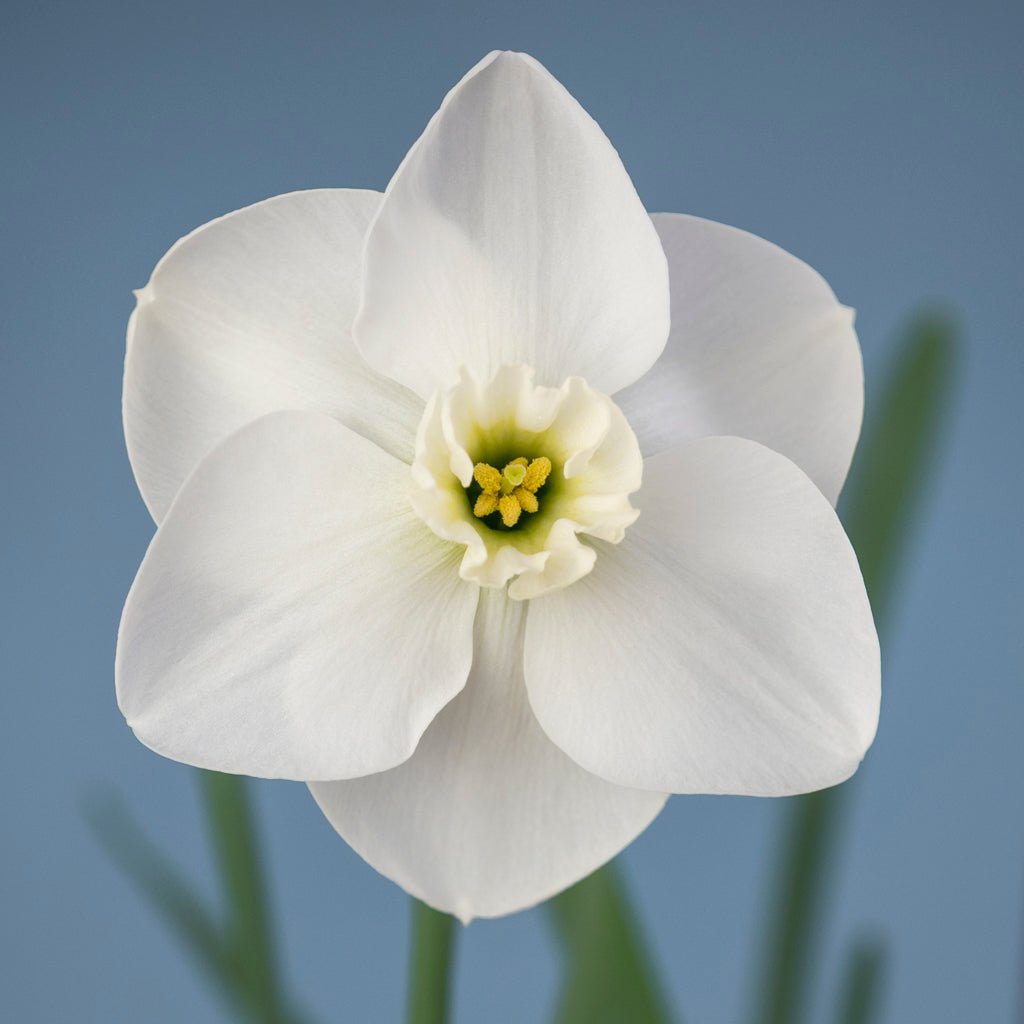 White Spring - Special Narcissus - Fluwel